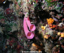 Colour beyond my wildest dreams in the med by Kevin Hewitt-Devine 